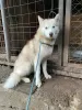 Photo №1. husky de sibérie - à vendre en ville de Москва | Gratuit | Annonce №17051