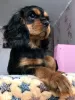 Photo №1. cavalier king charles spaniel - à vendre en ville de Kalouga | 1232€ | Annonce №39196