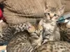 Photos supplémentaires: Chatons Savannah vaccinés avec pedigree à vendre avec des services de livraison