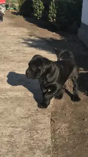 Photo №2 de l'annonce № 3747 de la vente cane corso - acheter à Ukraine de la fourrière