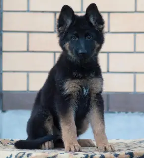 Photos supplémentaires: Chiots de berger allemand à poil long