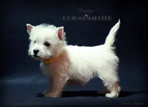 Photos supplémentaires: West Highland White Terrier d'une superbe paire!