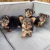 Photo №1. yorkshire terrier - à vendre en ville de Andermatt | Gratuit | Annonce №130470