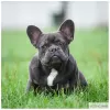 Photo №1. bouledogue - à vendre en ville de Москва | 1141€ | Annonce №11920