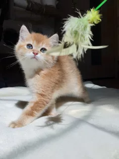 Photo №2 de l'annonce № 7019 de la vente british shorthair - acheter à Fédération de Russie de la fourrière