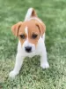 Photo №1. jack russell terrier - à vendre en ville de Saint-Pétersbourg | 400€ | Annonce №101144