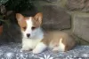 Photo №4. Je vais vendre welsh corgi en ville de Hersonissos.  - prix - 390€