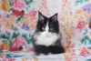 Photo №1. maine coon - à vendre en ville de Ryazan | 281€ | Annonce № 7057