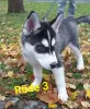 Photo №4. Je vais vendre husky de sibérie en ville de Würzburg.  - prix - 1000€