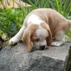 Photo №1. beagle - à vendre en ville de Bonn | 478€ | Annonce №128465