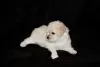 Photos supplémentaires: Chiots bichon frisé à vendre