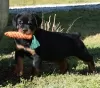 Photo №2 de l'annonce № 55858 de la vente rottweiler - acheter à Belgique éleveur