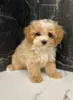 Photo №1. bichon maltais - à vendre en ville de Everton | 360€ | Annonce №125484