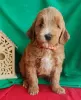 Photo №4. Je vais vendre labradoodle en ville de Budva. éleveur - prix - négocié