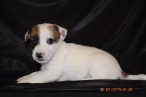 Photos supplémentaires: Chiots Jack Russell Terrier