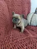 Photo №1. bouledogue - à vendre en ville de Dubai | négocié | Annonce №17833