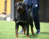 Photos supplémentaires: Chiots Rottweiler, portée supérieure