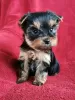 Photo №1. yorkshire terrier - à vendre en ville de Charleroi | 250€ | Annonce №93070