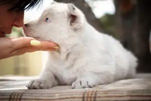 Photos supplémentaires: Un chiot du husky Yakut attend les pères et les mères les plus attentionnés. Le