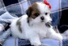 Photo №1. shih tzu - à vendre en ville de Онфлёр | 500€ | Annonce №31690