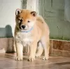 Photo №3. Chiots Shiba Inu. Serbie