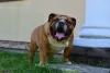 Photo №3. Bouledogue anglais mâle. Pologne