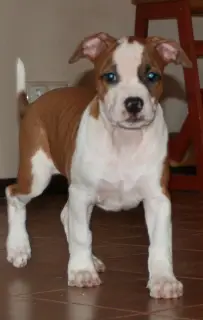 Photo №1. american staffordshire terrier - à vendre en ville de Gatchina | 638€ | Annonce №4276