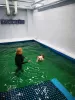 Photos supplémentaires: Piscine pour chiens