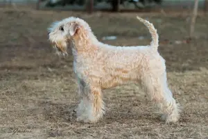 Photo №1. terrier irlandais à poil doux - à vendre en ville de Khabarovsk | Négocié | Annonce №2062