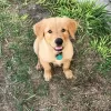 Photo №1. golden retriever - à vendre en ville de Auckland | négocié | Annonce №89963