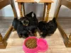 Photo №1. yorkshire terrier - à vendre en ville de Berlin | Gratuit | Annonce №126608