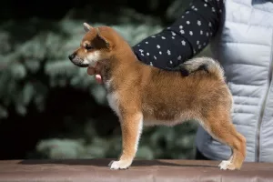 Photo №2 de l'annonce № 6378 de la vente shiba - acheter à Fédération de Russie éleveur