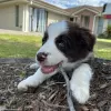 Photo №1. border collie - à vendre en ville de Budapest | Gratuit | Annonce №78797