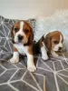 Photo №1. beagle - à vendre en ville de Berlin | Gratuit | Annonce №126393