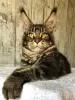 Photo №1. maine coon - à vendre en ville de Saransk | 342€ | Annonce № 13182