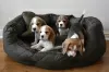 Photo №2 de l'annonce № 130510 de la vente beagle - acheter à USA annonce privée