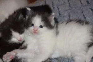 Photo №3. Chatons Maine Coon de parents d'élite. Fédération de Russie