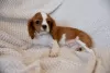 Photo №3. Chiots Cavalier King Charles Spaniel. Pologne