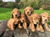 Photo №1. cocker spaniel anglais - à vendre en ville de Штутгарт | négocié | Annonce №51137