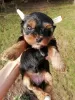 Photo №1. biewer yorkshire terrier, yorkshire terrier - à vendre en ville de Pärnu | 450€ | Annonce №97667