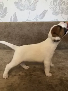 Photo №4. Je vais vendre parson russell terrier en ville de Khabarovsk. annonce privée - prix - négocié