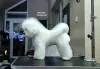 Photos supplémentaires: Bichon Frise (Curly Bichon) mâle supérieur