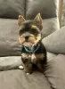 Photo №1. yorkshire terrier - à vendre en ville de Nuremberg | 350€ | Annonce №56605