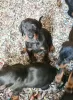 Photo №4. Je vais vendre dobermann en ville de Bucharest.  - prix - 200€