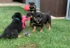 Photo №1. rottweiler - à vendre en ville de Miami | 473€ | Annonce №48693