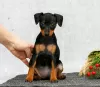 Photo №1. pinscher miniature - à vendre en ville de Texas City | 804€ | Annonce №126298