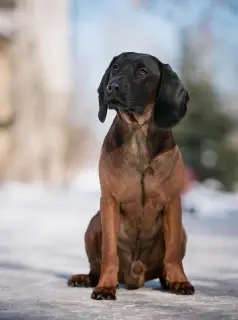 Photos supplémentaires: Chien de montagne bavarois