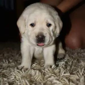 Photo №3. Chiots Labrador. Fédération de Russie