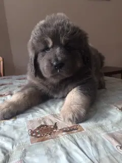 Photos supplémentaires: Nous vendons des chiots du dogue tibétain.