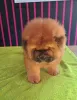 Photos supplémentaires: Chiots chow-chow